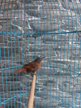 Burung Masteran handal