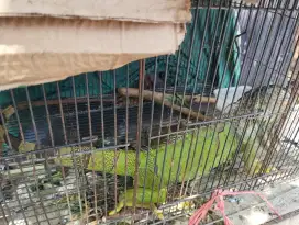 Iguana Hijau(Mini godzilla)