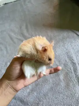 Hamster umur 3bulanan