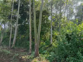 Dijual lahan perkebunan di dekat kecamatan arjasari Kab Bandung