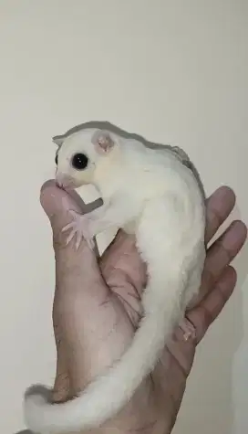 Sugar glider leucistic betina 3 bulan