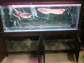 Ikan Arwana super red +akuarium