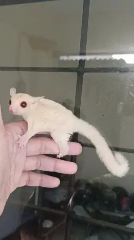 Sugar glider creamino mozaic jantan