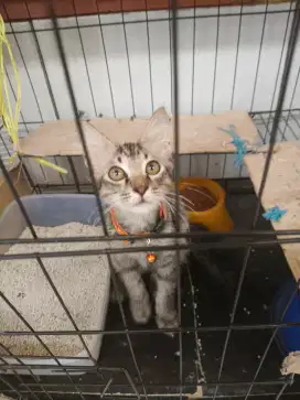 Kandang Kucing Fullset