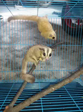 sugar glider bekasi tambun