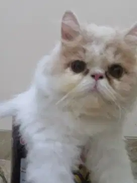 Persia Peaknose