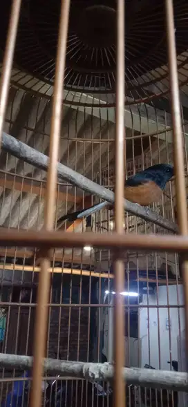 Jual murai batu lagi dokor