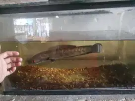 Ikan Channa ys beserta aquarium