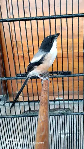 Cendet pentet tebal