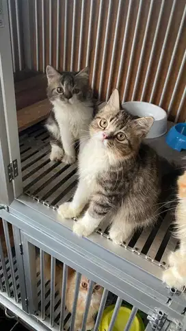 Kucing Persia Kitten