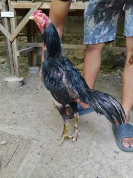 Ayam Bangkok dewasa