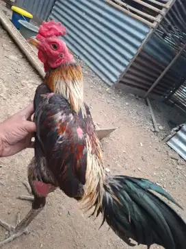 Ayam pama x mangon