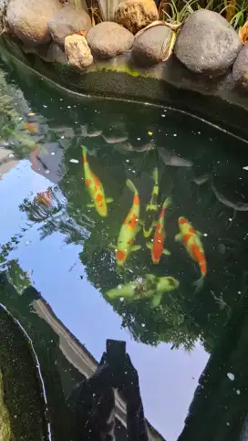 11 ikan koi siap di jemput