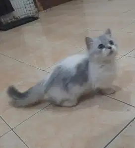Kucing kitten munchkin cebol jantan riwuk longhair