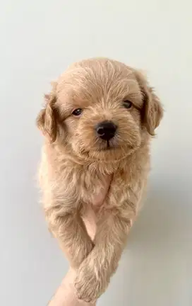 Anakan Poodle Mix