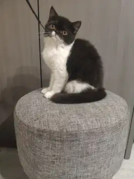 KUCING PERSIA FLATNOSE BETINA SHORTHAIR TURUNAN PEAKNOSE CANTIK
