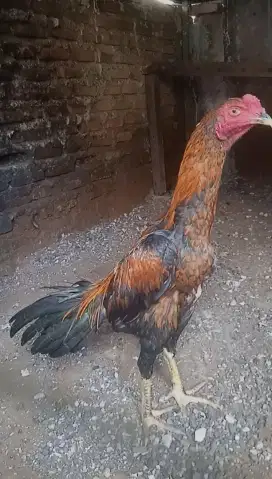 Ayam bangkok usia 6 bulan