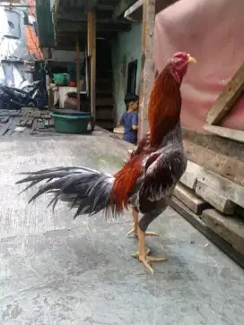 Ayam bangkok pakhoy
