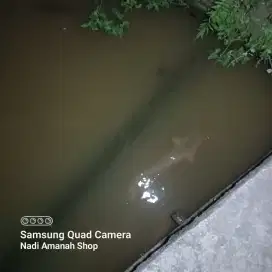Dijual Ikan Lele Ukuran Besar (Jumbo)