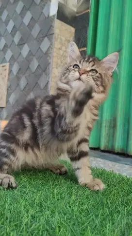 Mainecoon Non Ped parents Import