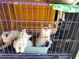 Kucing persia kitten