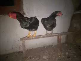 ayam ko shamo sepasang