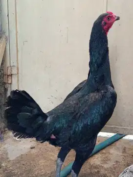 Ayam betina siap ternak Bangkok klasik