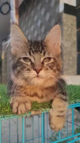 Mainecoon Np parent import Rusia