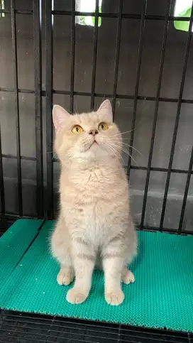 BSH Lilac Tabby Jantan