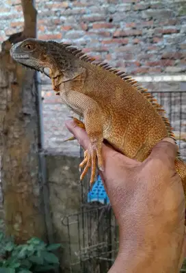 Iguana Red Joss