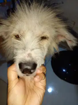 Yang mau Adopsi