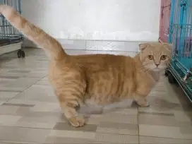 Munchkin gaelic/ Munchkin scottish fold jantan