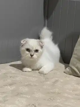 Scottish Fold Bicolor Silver