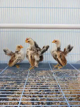 Anak Ayam Serama