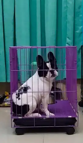 Dijual anjing French bulldog betina usia 1 THN,vaksin lengkap