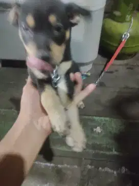 Anak anjing kecil