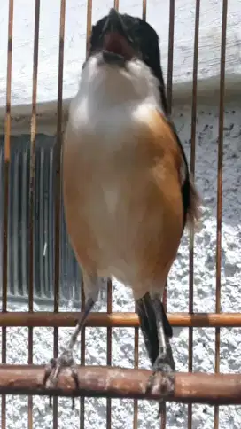 BURUNG CENDETT JAWA SEMBUR BODI KECIL RAJIN GACOR PULSER