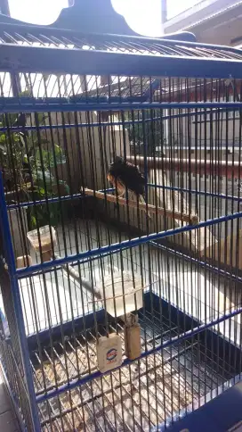 Jasa penitipan burung
