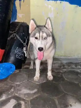 Siberian husky betina