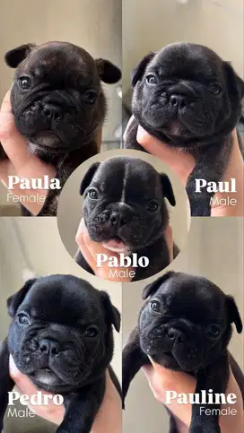 French Bulldog Puppy
