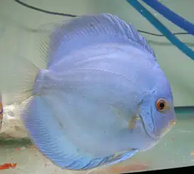 Blue Diamond Discus 5 inch up