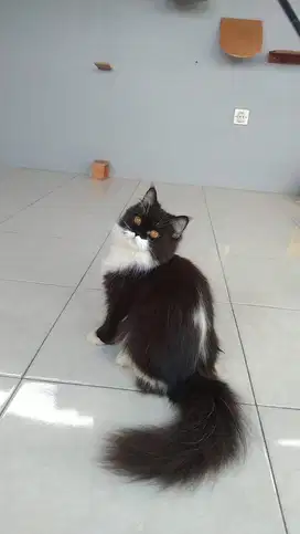 Kucing mix BSH mix Scottish