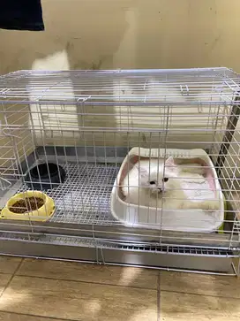 Kucing persia betina(sudah termasuk kandang dll)