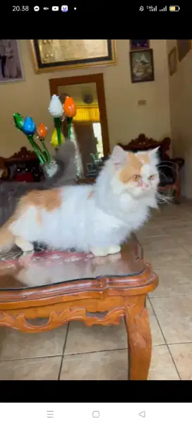 Kucing Munchkin (Kaki Pendek)