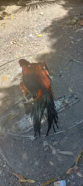 Ayam ekor lidi ori