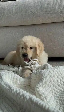 Golden retriever