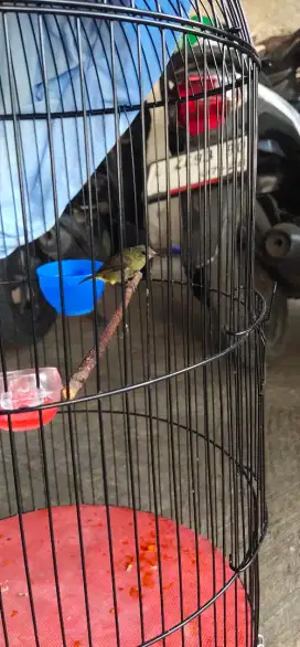 Burung kolibri jantan ring gacor