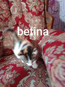 Kitten persia flatnose mix dome