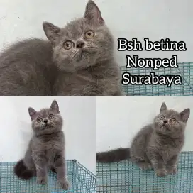 British shorthair kitten