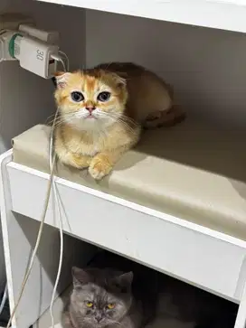 Kucing Bsh schootish betina
